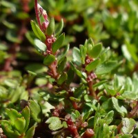 Laurembergia coccinea (Blume)